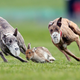 Illustration for article titled Why does a rabbit flash its white tail when its being chased?